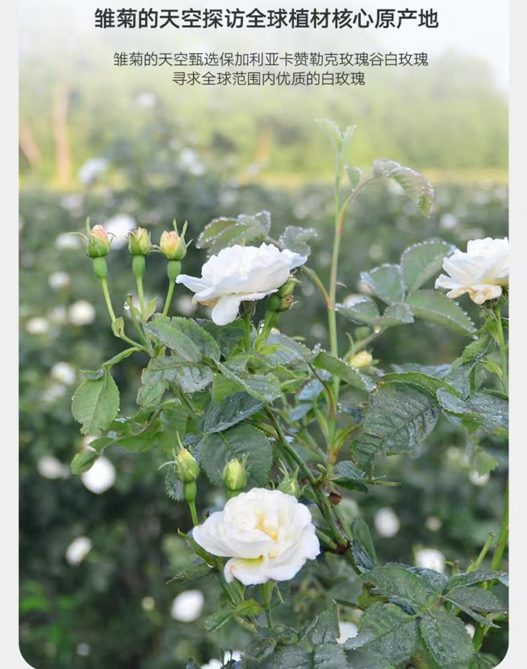 DAISY SKY White Rose Hydrosol 318ml 雏菊的天空白玫瑰纯露