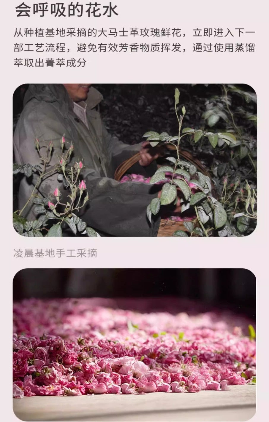 Tiktok/Douyin Hot Eprhan Rosa Hydrosol 500ml【Tiktok抖音爆款】伊帕尔汗玫瑰纯露