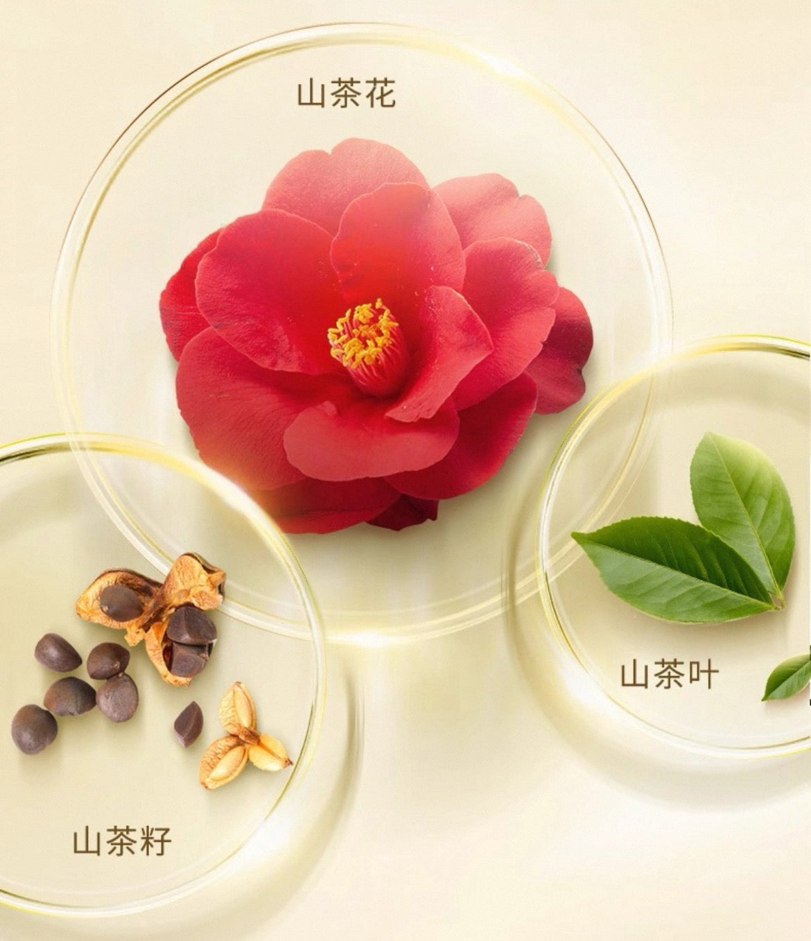 Forest Cabin Camellia Fragrance Bath Oil 300ml 林清轩山茶花香氛沐浴油